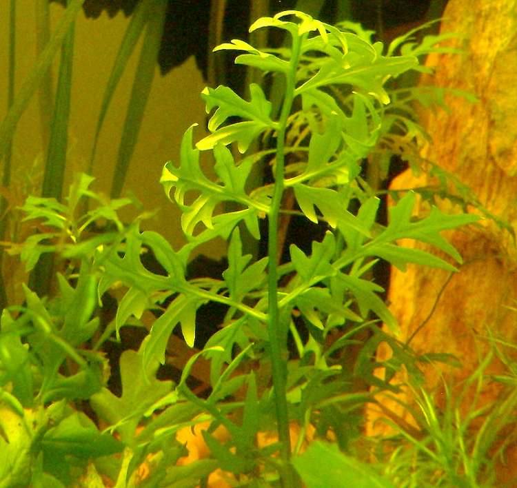 Папоротник цератоптерис (Ceratopteris cornuta), фото фотография аквариумные подводные растения