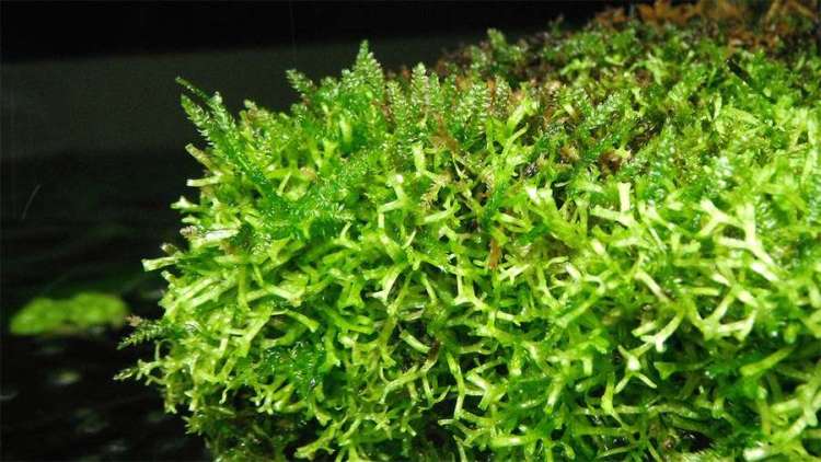 Риччия плавающая (Riccia fluitans), фото фотография аквариумные водные растения