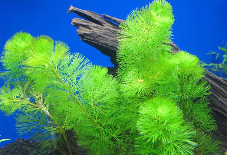 Кабомба каролинская (Cabomba caroliniana), фото фотография аквариумные водные растения