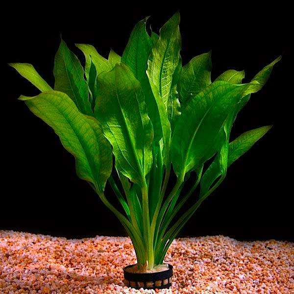 Эхинодорус амазонский (Echinodorus amazonicus), фото фотография аквариумные растения