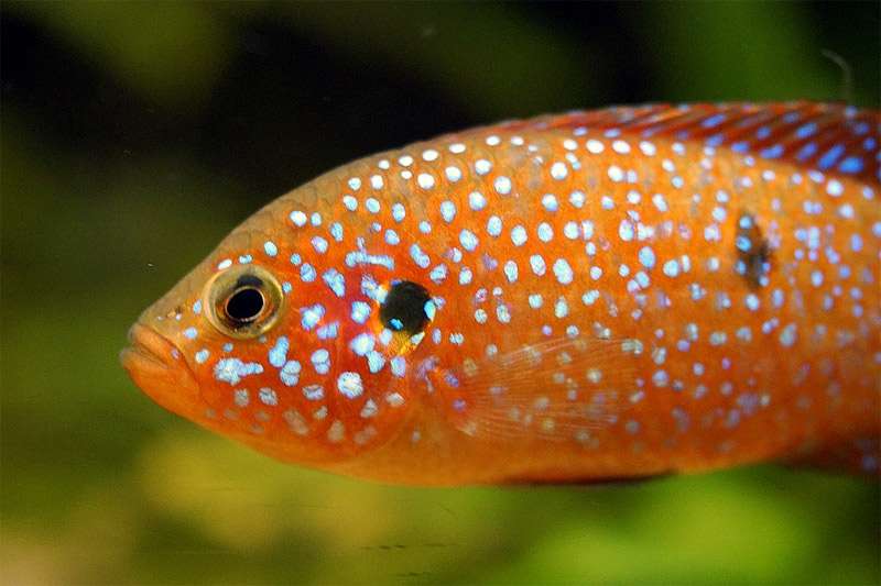 Хромис-красавец (Hemichromis lifalili), фото фотография болезни аквариумных рыб pixabay