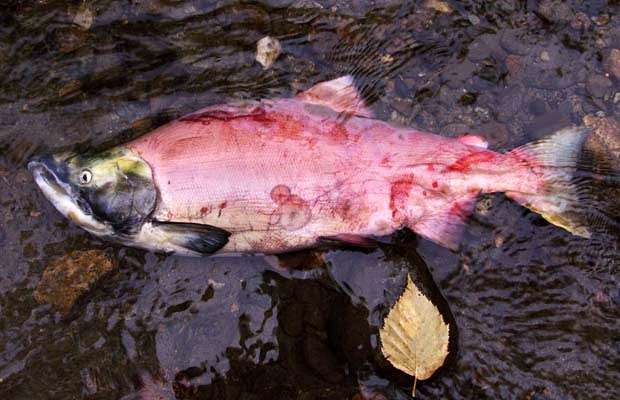 Инфекционная анемия лососевых, фото фотография болезни рыб