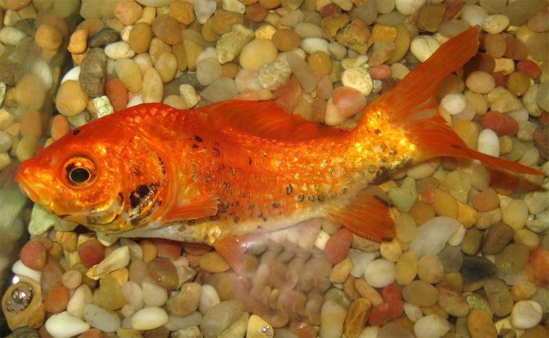 Мертвая золотая рыбка, фото фотография болезни аквариумных рыб