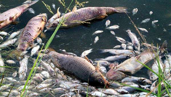 Рыба, отравленная пестицидами, фото фотография болезни рыб