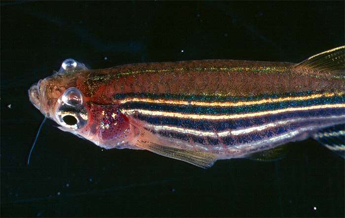 Пузырьки воздуха на глазах у данио-рерио, фото фотография болезни аквариумных рыб