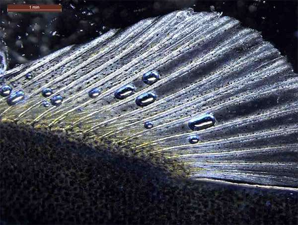 Пузырьки воздуха на спинном плавнике трески, фото фотография болезни аквариумных рыб