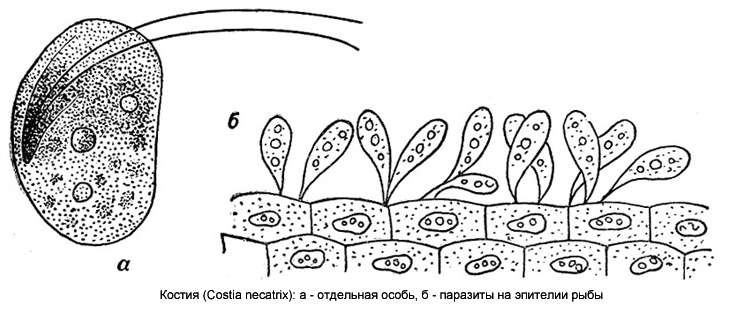 Костия (Costia necatrix), рисунок картинка болезни рыб