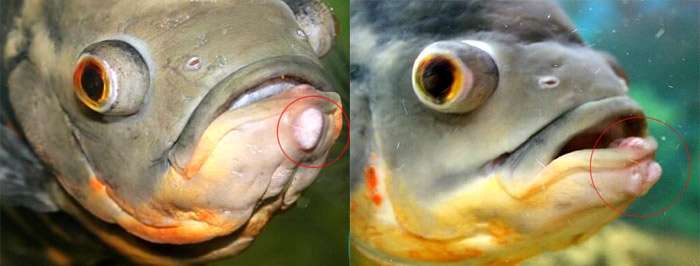 Рыба, больная папилломатозом, фото фотография болезни рыбок