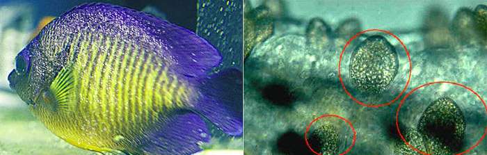 Слева - больная оодиниозом рыба, справа - паразиты Oodinium под микроскопом, фото фотография болезни рыб