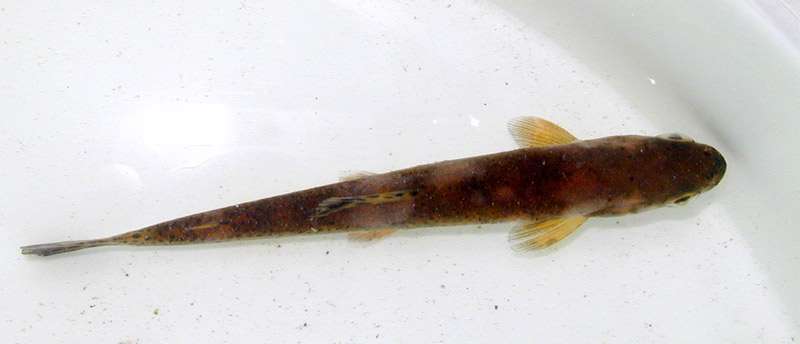 Апиозомоз рыб, фото фотография рыбки