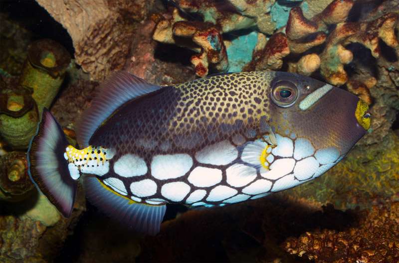 Крупнопятнистый спинорог (Balistoides conspicillum), фото фотография аквариумные рыбы