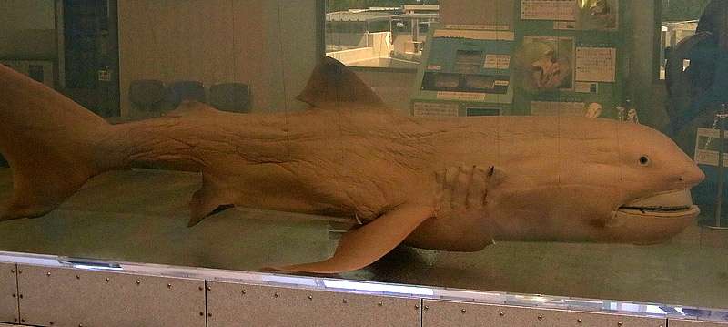 Пелагическая большеротая акула (Megachasma pelagios)