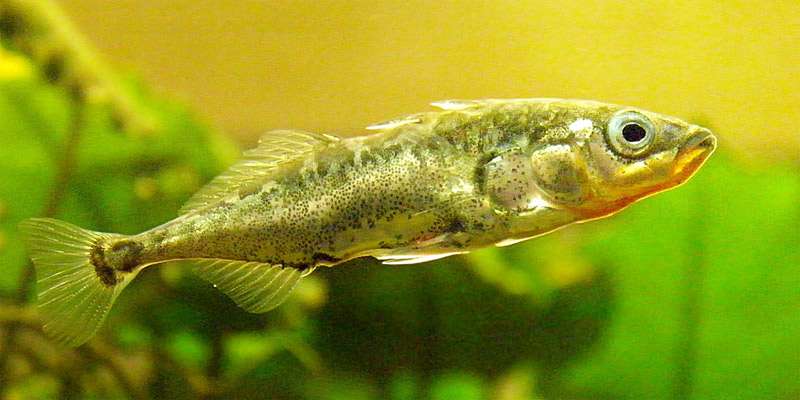 Колюшка трехиглая (Gasterosteus aculeatus), фото фотография рыбы