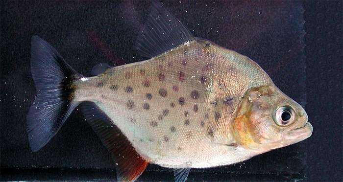 Ромбовидная пиранья (Serrasalmus rhombeus), фото фотография хищные рыбы