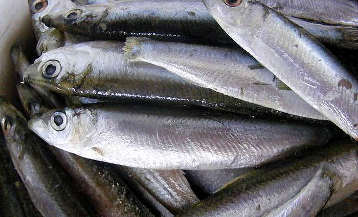 Европейский шпрот, черноморская килька (Sprattus sprattus), фото фотография рыбы