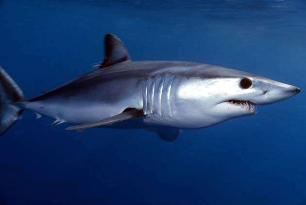 Акула-мако, или серо-голубая акула (Isurus oxyrinchus), фото фотография опасные рыбы