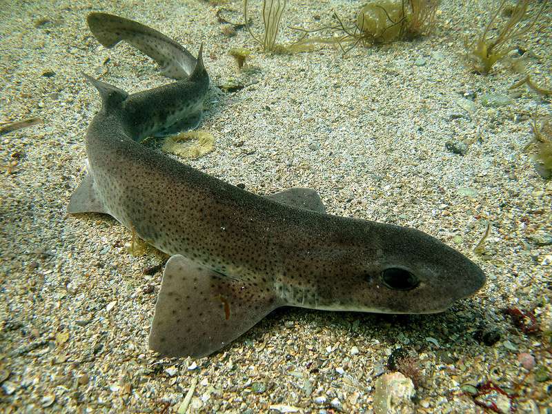 Обыкновенная кошачья акула (Scyliorhinus canicula), фото фотография рыбы