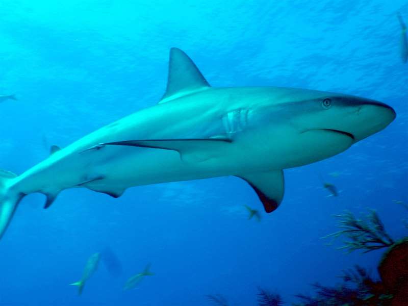 Карибская рифовая акула (Carcharhinus perezii), фото фотография рыбы