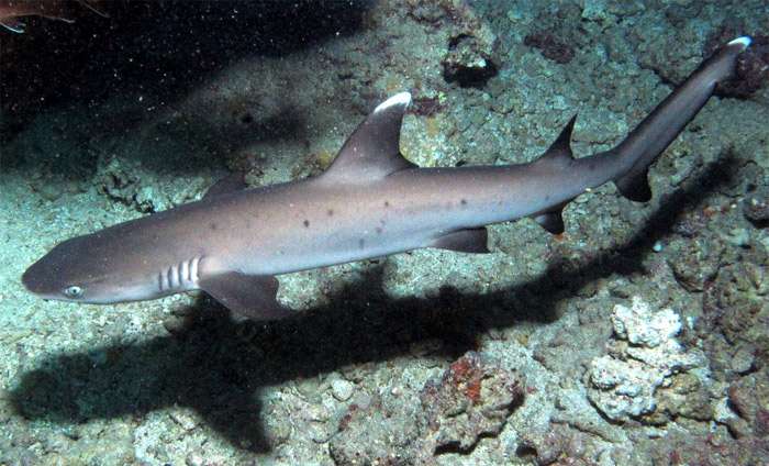 Рифовая акула (Triaenodon obesus), фото фотография опасные рыбы
