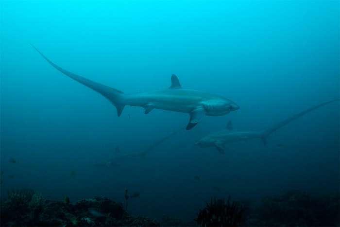 Пелагическая лисья акула, или малозубая акула-лисица (Alopias pelagicus), фото фотография опасные рыбы