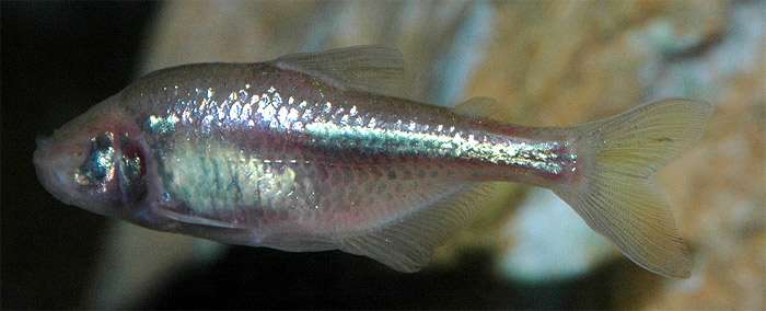 Слепая рыба (Astyanax fasciatus), фото фотография