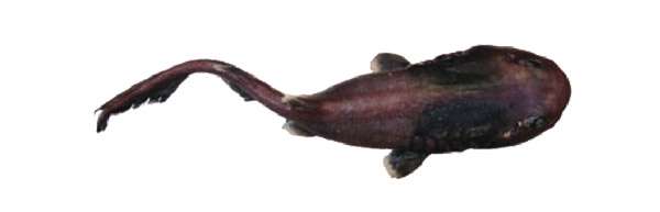 Калифорнийская большеголовая акула (Cephalurus cephalus), вид сверху, фото фотография рыбы