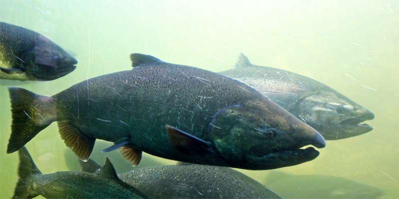 Чавыча (Oncorhynchus tshawytscha), фото фотография лососи рыбы