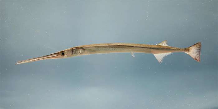 Атлантическая рыба-игла (Strongylura marina), фото фотография