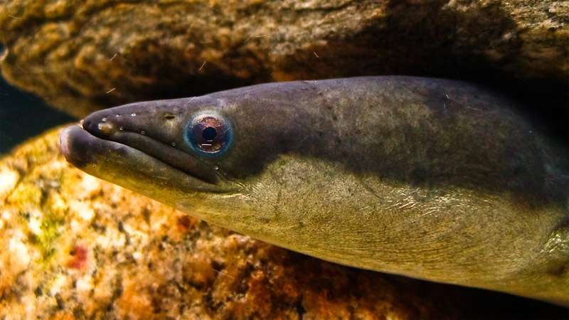 Американский, или пресноводый, угорь (Anguilla rostrata), фото фотография рыбы