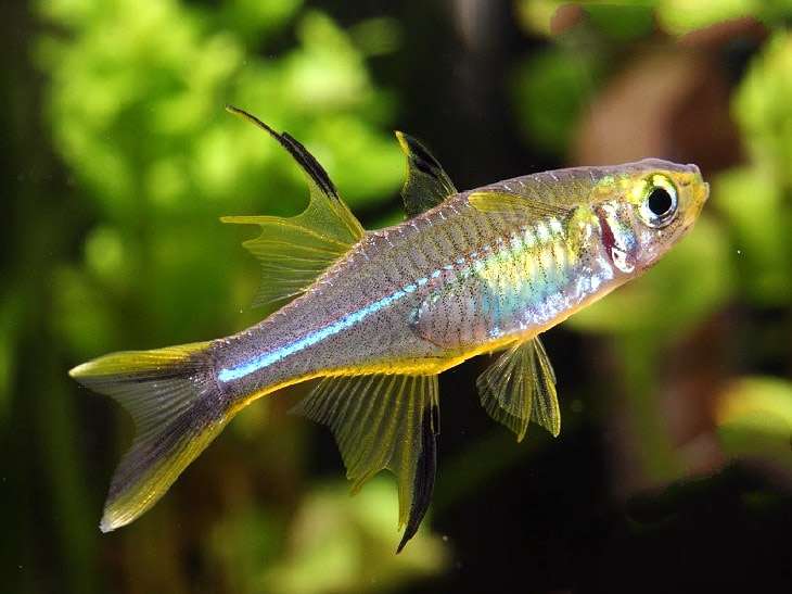 Рыба-солнечный луч (Telmatherina ladigesi), фото фотография аквариумные рыбки