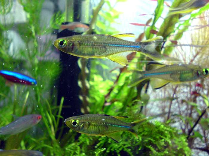 Тельматерина Ладигеза (Telmatherina ladigesi), фото фотография аквариумные рыбки