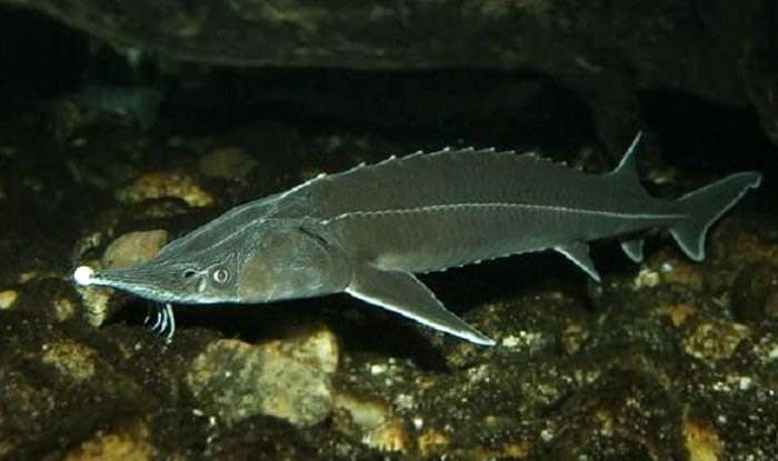 Тихоокеанский, или зеленый осётр (Acipenser medirostris), фото фотография промысловые редкие рыбы