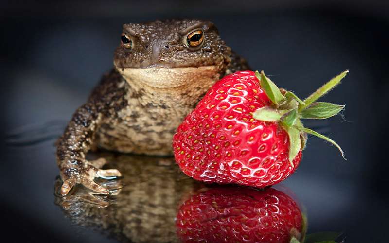 Обыкновенная жаба, или серая жаба, или коровница (Bufo bufo), фото фотография земноводные