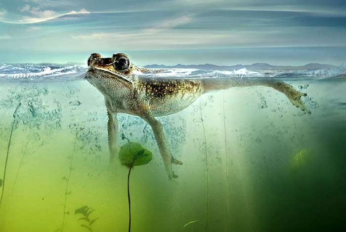 Лягушка в водоеме, в пруду, фото фотография земноводные