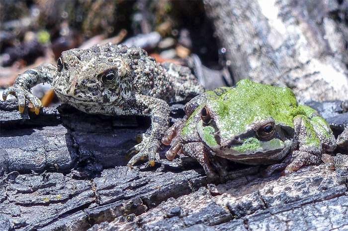 Серая жаба и обыкновенная квакша, фото фотография амфибии