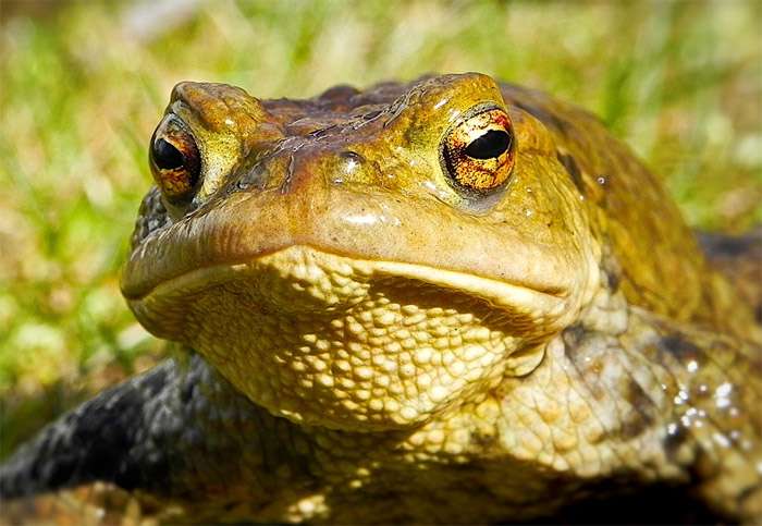 Серьезная жаба, фото фотография земноводные