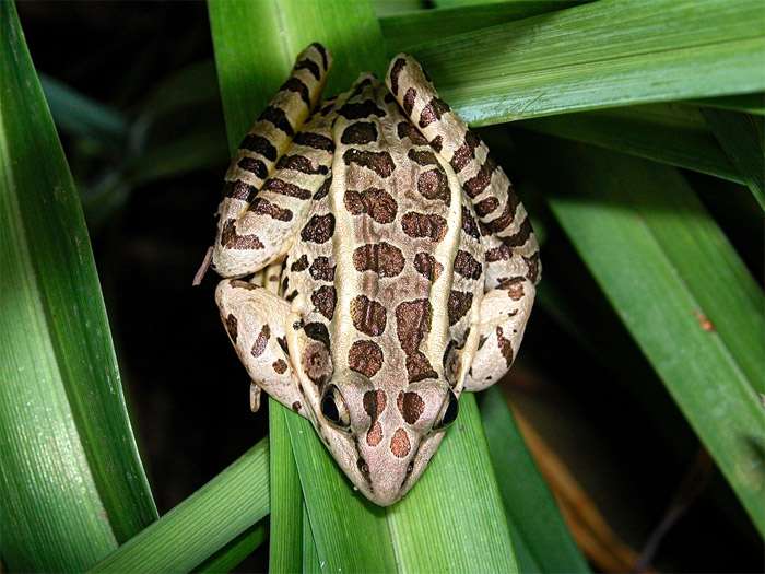 Леопардовая лягушка (Lithobates pipiens), фото фотография земноводные