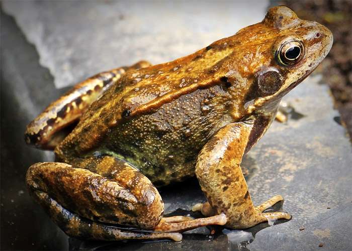Интересные факты о лягушках и жабах