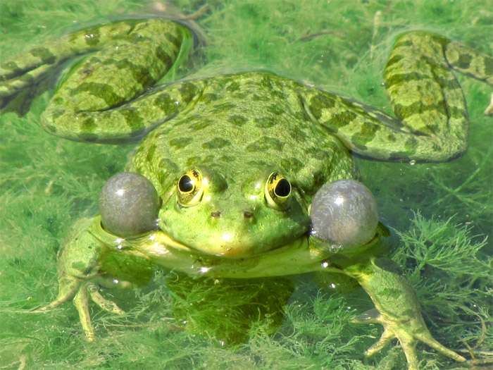 Самец зеленой лягушки с надутыми резонаторами, фото фотография амфибии