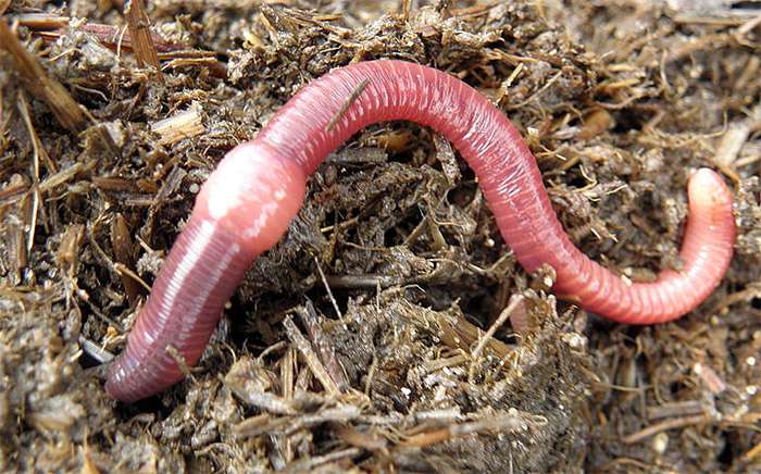 Навозный червь (Eisenia fetida), фото беспозвоночные фотография картинка
