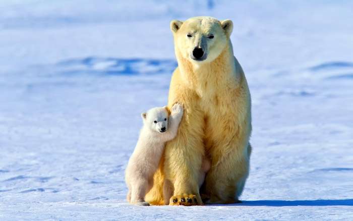 Самка белого медведя с медвежонком, фото фотография парнокопытные