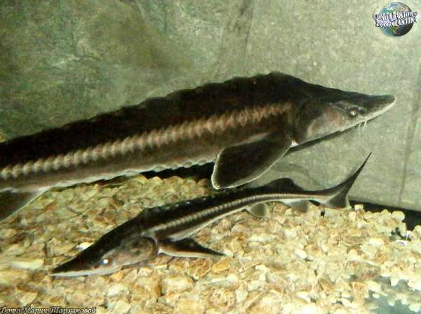 Шип (Acipenser nupentris), фото фотография осетровые рыбы