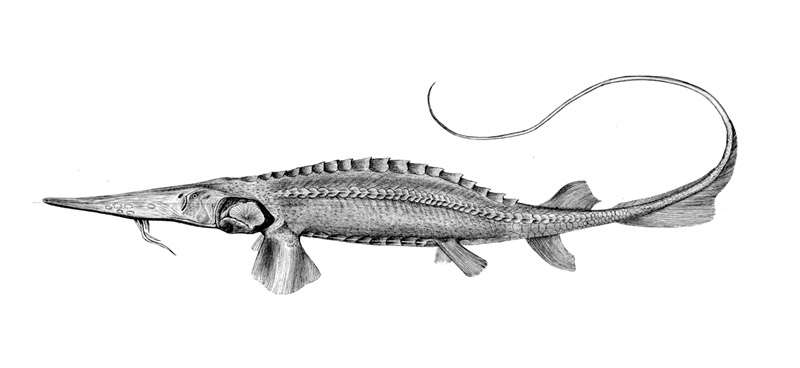 Сырдарьинский лжелопатонос (Pseudoscaphirhynchus fedtschenkoi), черно-белый рисунок картинка осетровые рыбы