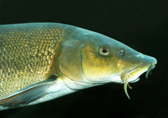 Обыкновенный усач, или марена (Barbus barbus), фото фотография рыбы
