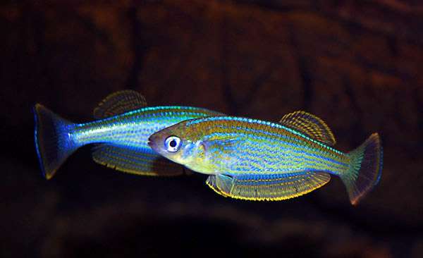 Ламприхтис танганьикский (Lamprichthys tanganicanus), фото фотография аквариумные рыбки