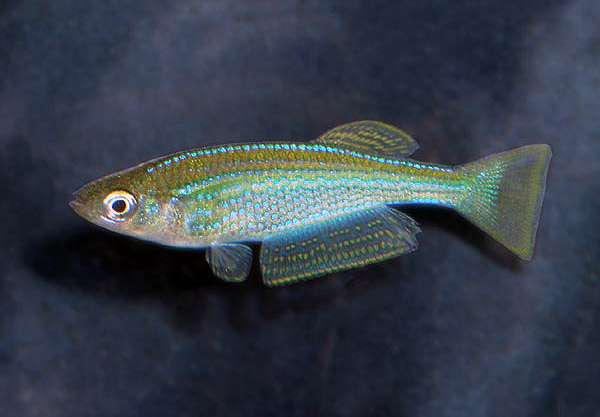 Танганьикский ламприхтис (Lamprichthys tanganicanus), фото фотография аквариумные рыбы