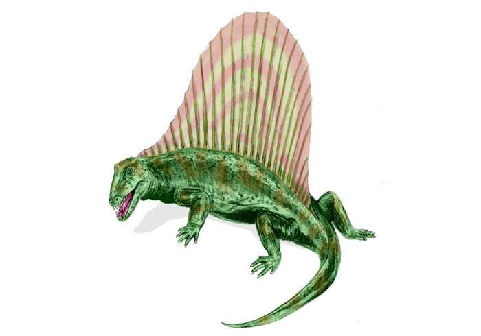 Диметродон (реконструкция), рисунок картинка динозавры