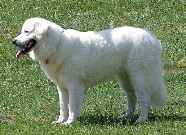 Словацкий чувач, или кувач, фото породы собак фотография