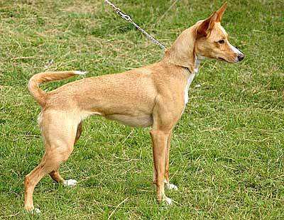 Медио поденго португесо, средний португальский поденгу, португальская кроличья собака, фото породы собак фотография