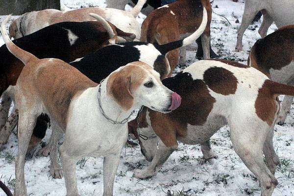 Средняя англо-французская трехцветная гончая, фото породы собак фотография